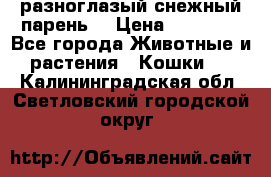 разноглазый снежный парень. › Цена ­ 10 000 - Все города Животные и растения » Кошки   . Калининградская обл.,Светловский городской округ 